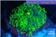 Ricordea yuma green 1 polyp WYSIWYG acclimaté
