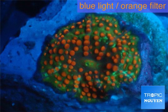 Discosoma joker face red spot 1 polyp WYSIWYG acclimaté