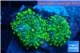Ricordea yuma green 2 polyps WYSIWYG acclimaté