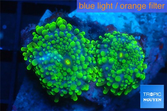 Ricordea yuma green 2 polyps WYSIWYG acclimaté
