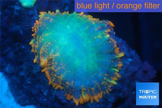 Rhodactis red blue superman 1 polyp WYSIWYG acclimaté