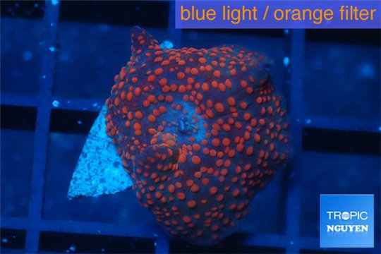 Discosoma red galaxy 1 polyp WYSIWYG acclimaté