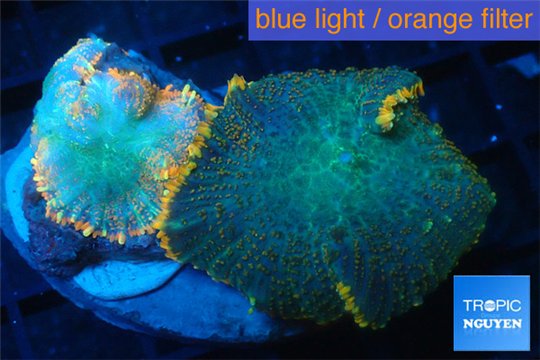 Rhodactis red green fire forest 2 polyps WYSIWYG acclimaté