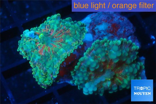 Ricordea yuma red green 2 polyps WYSIWYG acclimaté