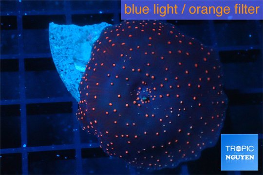 Discosoma red galaxy 1 polyp WYSIWYG acclimaté