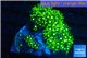 Pachyclavularia neon green 5-7 cm WYSIWYG acclimaté