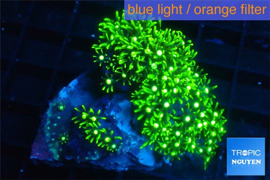 Pachyclavularia neon green 5-7 cm WYSIWYG acclimaté