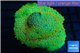 Leptastrea green & orange polyps 8-12 cm WYSIWYG acclimaté