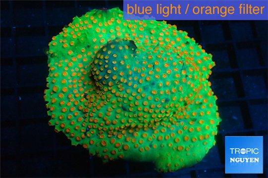 Leptastrea green & orange polyps 8-12 cm WYSIWYG acclimaté