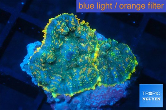 Rhodactis golden blue Tonga 2 polyps WYSIWYG acclimaté