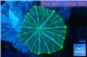 Discosoma striata blue green 1 polyp WYSIWYG acclimaté