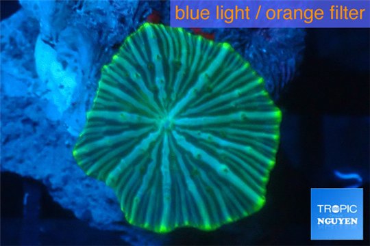 Discosoma striata blue green 1 polyp WYSIWYG acclimaté