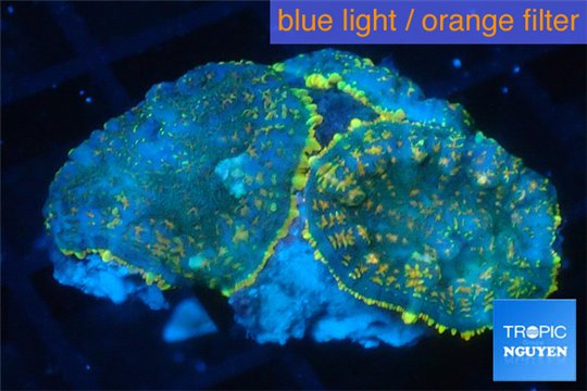 Rhodactis golden blue Tonga 3 polyps WYSIWYG acclimaté