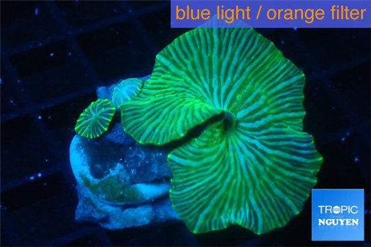 Discosoma striata blue green 2 polyps WYSIWYG acclimaté