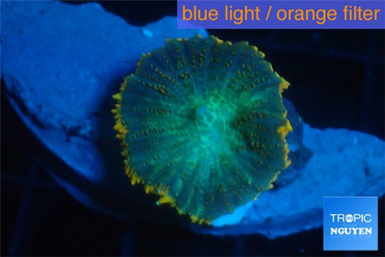 Rhodactis golden blue Tonga 1 polyp WYSIWYG acclimaté