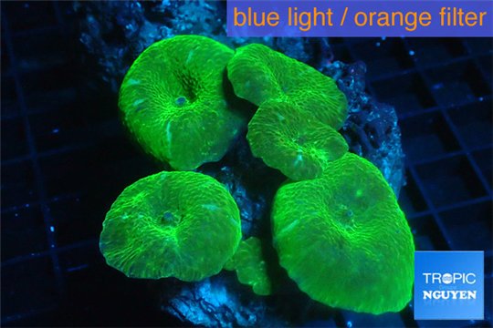 Discosoma green 7-12 cm WYSIWYG acclimaté