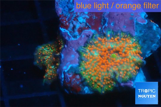 Discosoma joker face red spot 2 polyps WYSIWYG acclimaté