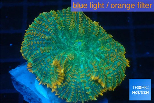 Rhodactis green & orange line 1 polyp WYSIWYG acclimaté