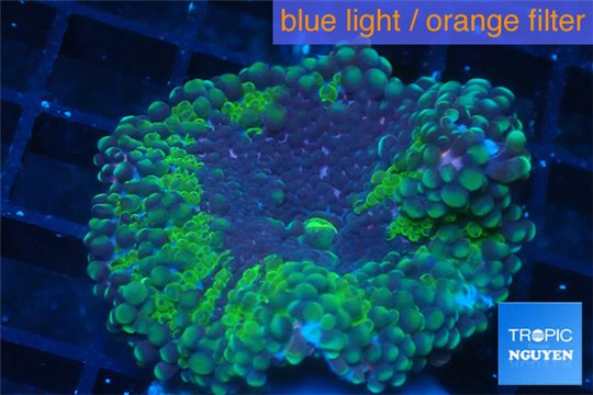 Ricordea yuma green purple 1 polyp WYSIWYG acclimaté