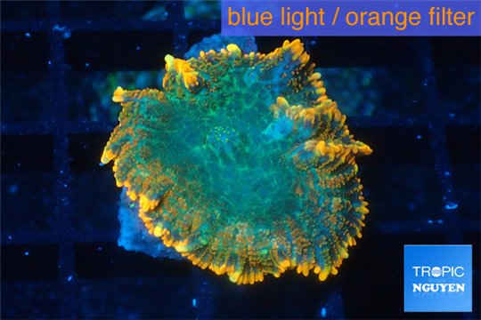 Rhodactis green & orange line 1 polyp WYSIWYG acclimaté