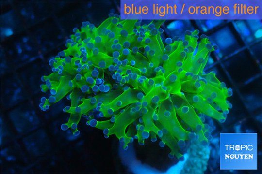 Euphyllia yayaemaensis green & purple tip 6-8 cm WYSIWYG acclimaté