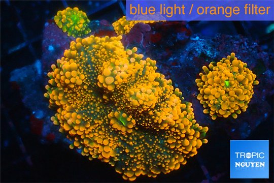 Ricordea yuma red 3-4 polyps WYSIWYG acclimaté