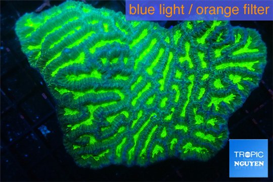 Merulina neon green 8-11 cm WYSIWYG acclimaté