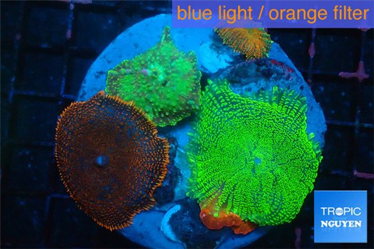 Rhodactis garden mix color premium 8-12 cm WYSIWYG acclimaté