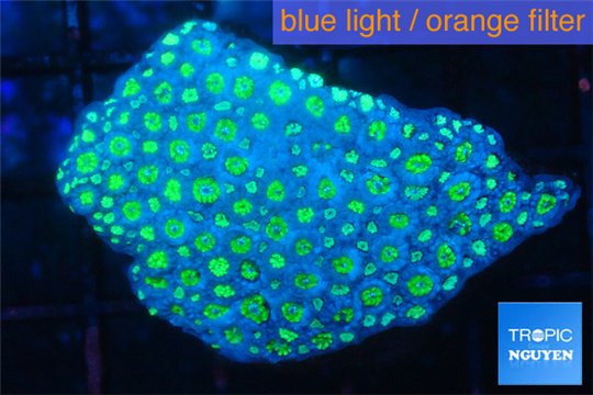 Alveopora green 4-6 cm WYSIWYG acclimaté