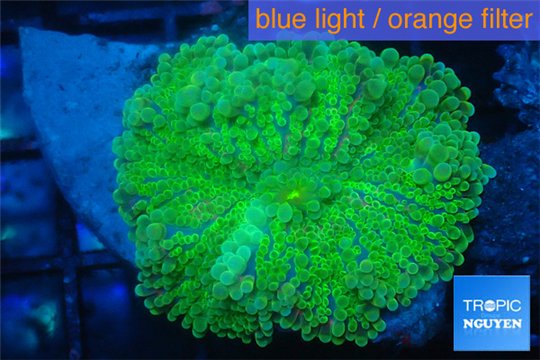 Ricordea yuma green 4-6 cm WYSIWYG acclimaté