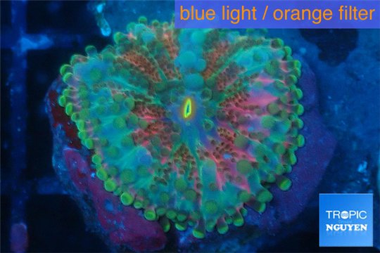 Ricordea yuma rainbow 3-5 cm WYSIWYG acclimaté