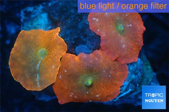 Discosma red fire 3 polyps WYSIWYG acclimaté