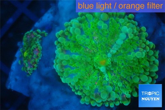 Ricordea yuma green 4-6 cm WYSIWYG acclimaté