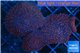 Discosoma red galaxy 4 polyps WYSIWYG acclimaté