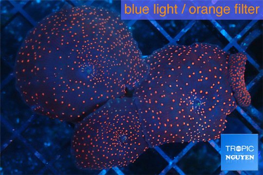 Discosoma red galaxy 4 polyps WYSIWYG acclimaté
