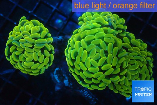 Euphyllia paraancora banana 8-12 cm WYSIWYG acclimaté