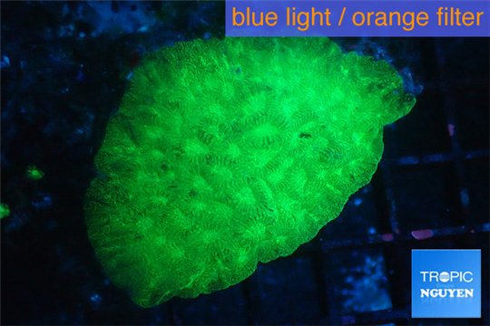 Favia green 3-4 cm WYSIWYG acclimaté