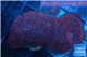 Discosoma red galaxy 3 polyps WYSIWYG acclimaté