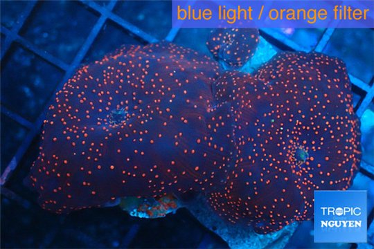 Discosoma red galaxy 3 polyps WYSIWYG acclimaté