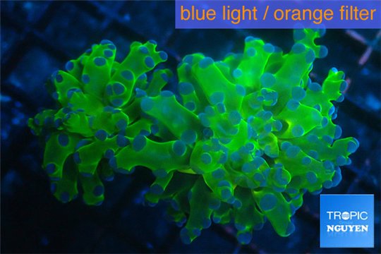 Euphyllia yayaemaensis green & purple tip 6-9 cm WYSIWYG acclimaté