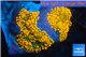 Ricordea yuma red 2 polyps WYSIWYG acclimaté