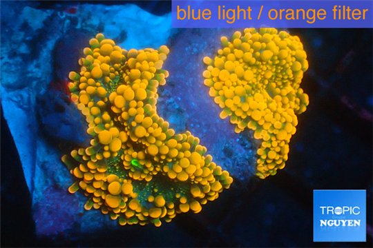 Ricordea yuma red 2 polyps WYSIWYG acclimaté