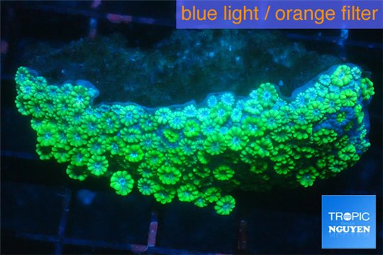 Alveopora green 3-5 cm WYSIWYG acclimaté