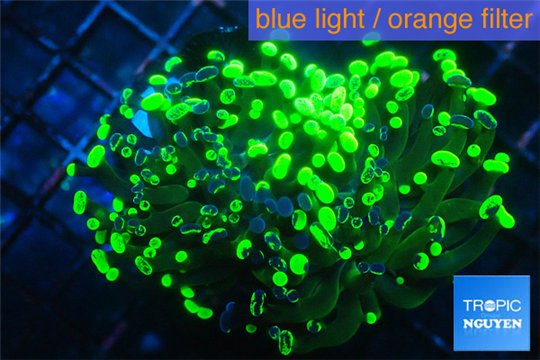 Euphyllia paraancora toxic green 5-8 cm WYSIWYG acclimaté