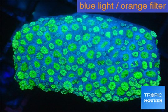 Alveopora green 3-5 cm WYSIWYG acclimaté