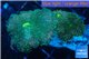 Ricordea yuma green 2 polyps WYSIWYG acclimaté