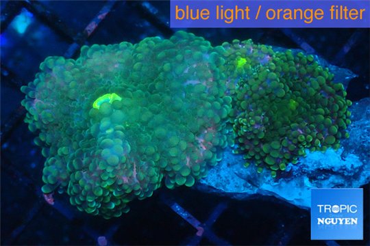 Ricordea yuma green 2 polyps WYSIWYG acclimaté