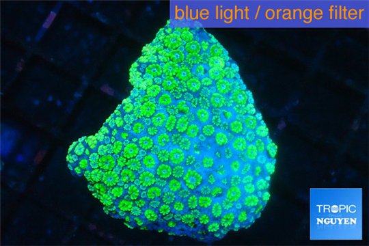 Alveopora green 4-6 cm WYSIWYG acclimaté