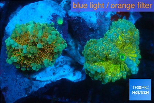 Ricordea yuma golden sunset 2 polyps WYSIWYG acclimaté