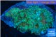Ricordea yuma red green 3 polyps WYSIWYG acclimaté